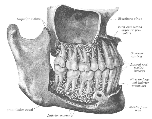Tooth Names